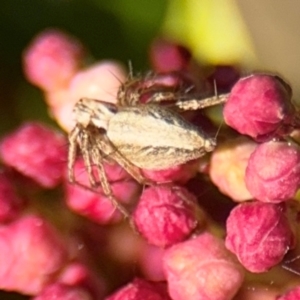 Oxyopes sp. (genus) at Ainslie, ACT - 24 Aug 2024 02:46 PM