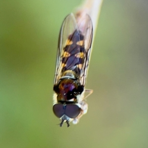 Simosyrphus grandicornis at Ainslie, ACT - 24 Aug 2024 02:40 PM