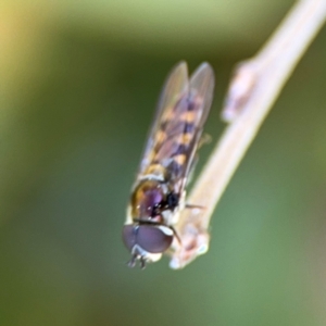 Simosyrphus grandicornis at Ainslie, ACT - 24 Aug 2024 02:40 PM