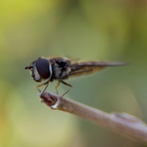 Simosyrphus grandicornis at Ainslie, ACT - 24 Aug 2024 02:40 PM