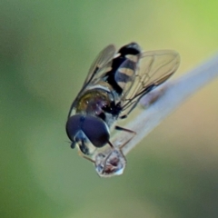 Simosyrphus grandicornis at Ainslie, ACT - 24 Aug 2024 02:40 PM