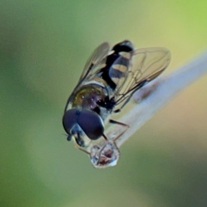 Simosyrphus grandicornis at Ainslie, ACT - 24 Aug 2024 02:40 PM