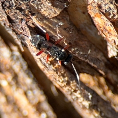 Ichneumonidae (family) at Ainslie, ACT - 24 Aug 2024 by Hejor1