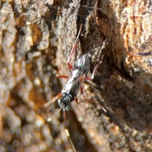 Ichneumonoidea (Superfamily) at Ainslie, ACT - 24 Aug 2024 02:29 PM