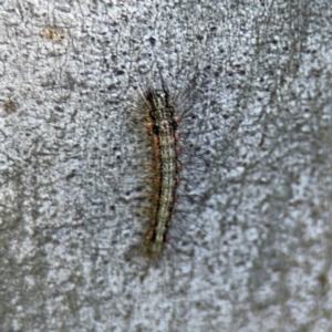 Anestia (genus) at Ainslie, ACT - 24 Aug 2024