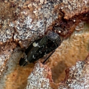 Eurymeloides sp. (genus) at Ainslie, ACT - 24 Aug 2024