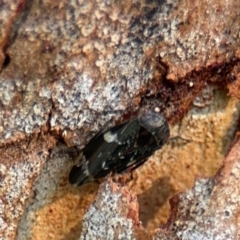 Eurymeloides sp. (genus) at Ainslie, ACT - 24 Aug 2024 02:23 PM