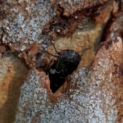 Eurymeloides sp. (genus) at Ainslie, ACT - 24 Aug 2024