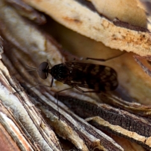 Sylvicola dubius at Ainslie, ACT - 24 Aug 2024