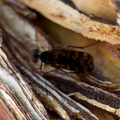 Sylvicola dubius (Wood-gnat) at Ainslie, ACT - 24 Aug 2024 by Hejor1