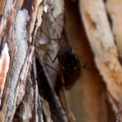 Sylvicola dubius at Ainslie, ACT - 24 Aug 2024 02:19 PM