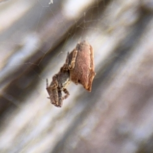 Philoponella congregabilis at Ainslie, ACT - 24 Aug 2024 02:17 PM