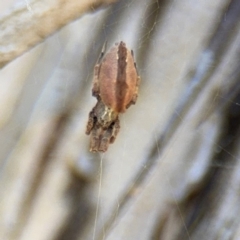 Philoponella congregabilis at Ainslie, ACT - 24 Aug 2024