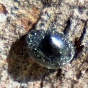 Coccinellidae (family) at Ainslie, ACT - 24 Aug 2024