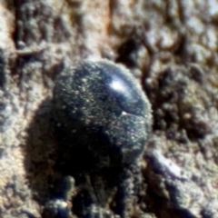 Coccinellidae (family) at Ainslie, ACT - 24 Aug 2024