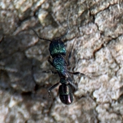 Rhytidoponera metallica (Greenhead ant) at Ainslie, ACT - 24 Aug 2024 by Hejor1