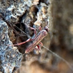 Ichneumonidae (family) at Ainslie, ACT - 24 Aug 2024 by Hejor1