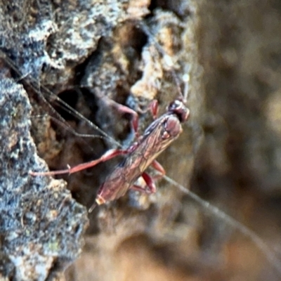 Ichneumonidae (family) at Ainslie, ACT - 24 Aug 2024 by Hejor1