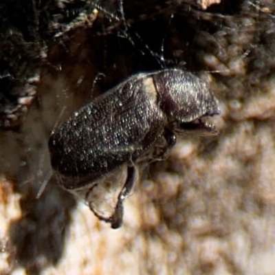 Maechidius sp. (genus) (Unidentified Maechidius scarab beetle) at Ainslie, ACT - 24 Aug 2024 by Hejor1