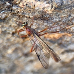 Dicamptus fuscicornis (Ichneumon wasp) at Ainslie, ACT - 24 Aug 2024 by Hejor1