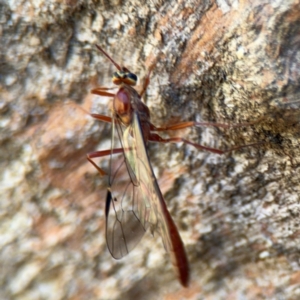 Dicamptus fuscicornis at Ainslie, ACT - 24 Aug 2024 02:07 PM