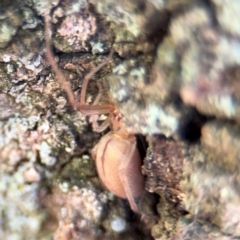 Cheiracanthium gracile (Slender sac spider) at Ainslie, ACT - 24 Aug 2024 by Hejor1