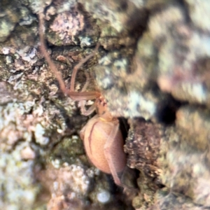 Cheiracanthium gracile at Ainslie, ACT - 24 Aug 2024