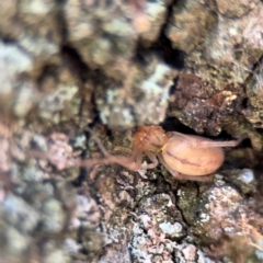 Cheiracanthium gracile at Ainslie, ACT - 24 Aug 2024