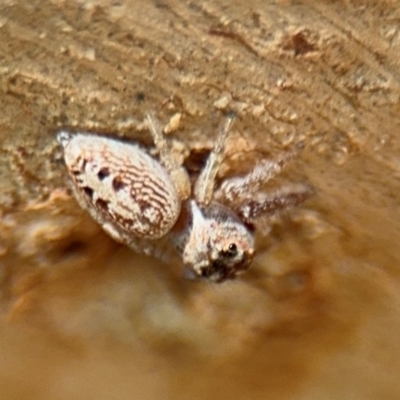 Opisthoncus grassator (Jumping spider) at Ainslie, ACT - 24 Aug 2024 by Hejor1