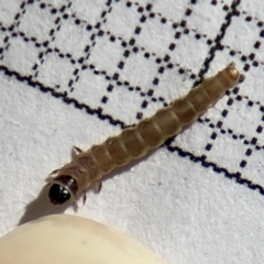 Lepidoptera unclassified IMMATURE at Braddon, ACT - 24 Aug 2024 10:21 AM