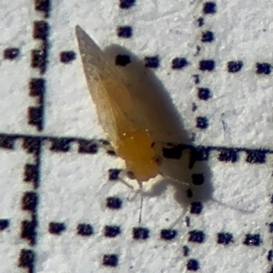 Psyllidae sp. (family) at Braddon, ACT - 24 Aug 2024