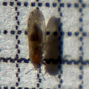 Psyllidae sp. (family) at Braddon, ACT - 24 Aug 2024 10:03 AM