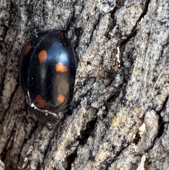 Paropsisterna octosignata (Eucalyptus leaf beetle) at Russell, ACT - 21 Aug 2024 by Hejor1