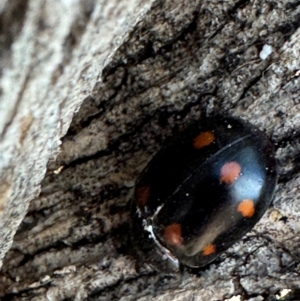 Paropsisterna octosignata at Russell, ACT - 21 Aug 2024