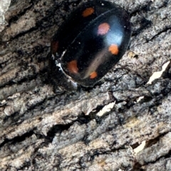 Paropsisterna octosignata at Russell, ACT - 21 Aug 2024 12:39 PM