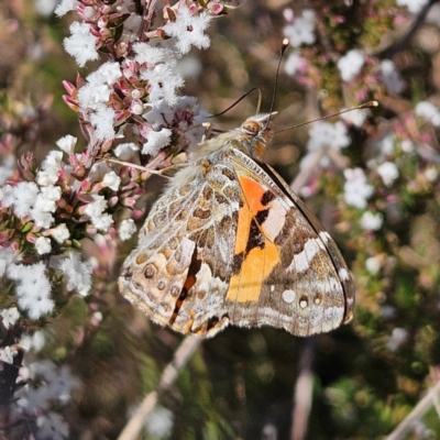 Vanessa kershawi (Australian Painted Lady) at Bombay, NSW - 24 Aug 2024 by MatthewFrawley