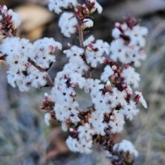 Styphelia attenuata (Small-leaved Beard Heath) at Bombay, NSW - 24 Aug 2024 by MatthewFrawley