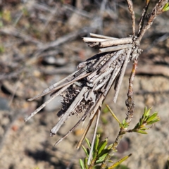 Psychidae (family) IMMATURE (Unidentified case moth or bagworm) at Bombay, NSW - 24 Aug 2024 by MatthewFrawley