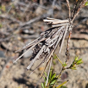 Psychidae - IMMATURE larvae at Bombay, NSW - 24 Aug 2024