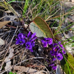 Hardenbergia violacea (False Sarsaparilla) at Bombay, NSW - 24 Aug 2024 by MatthewFrawley