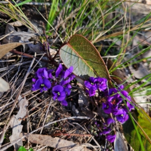 Hardenbergia violacea at Bombay, NSW - 24 Aug 2024