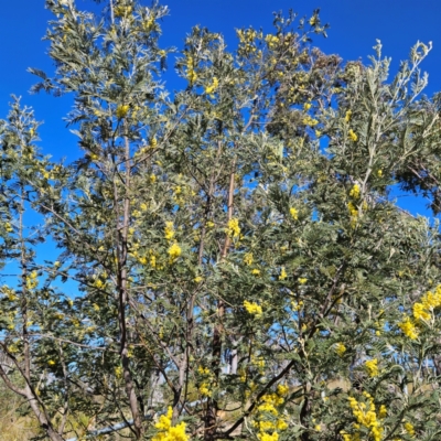 Acacia dealbata subsp. dealbata (Silver Wattle) at Bombay, NSW - 24 Aug 2024 by MatthewFrawley