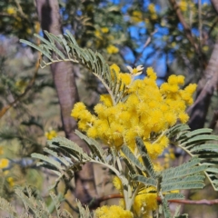 Acacia dealbata subsp. dealbata at Bombay, NSW - 24 Aug 2024