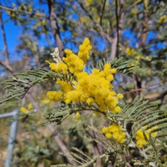 Acacia dealbata subsp. dealbata at Bombay, NSW - 24 Aug 2024