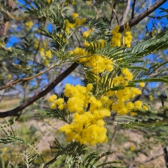 Acacia dealbata subsp. dealbata at Bombay, NSW - 24 Aug 2024 01:42 PM