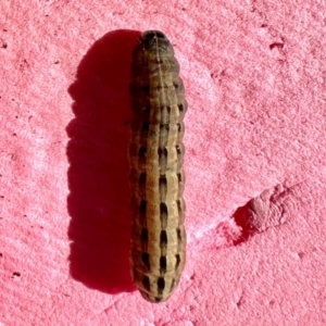 Proteuxoa (genus) at Greenway, ACT - 24 Aug 2024