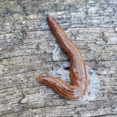 Fletchamia quinquelineata (Five-striped flatworm) at Yass River, NSW - 24 Aug 2024 by SenexRugosus