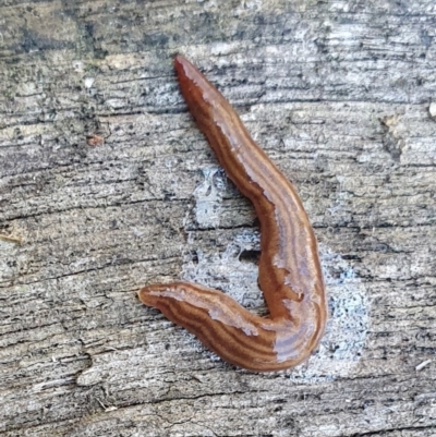 Fletchamia quinquelineata (Five-striped flatworm) at Yass River, NSW - 24 Aug 2024 by SenexRugosus