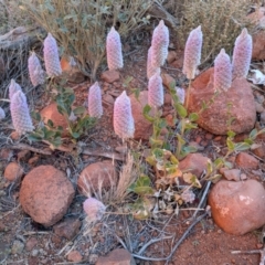 Ptilotus exaltatus (Pink Mulla Mulla) at Petermann, NT - 15 Jul 2024 by tz440c@gmail.com