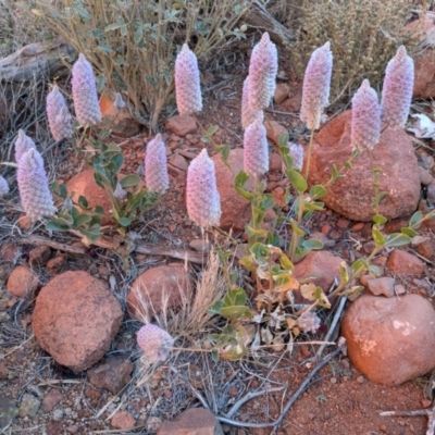 Ptilotus exaltatus at Petermann, NT - 15 Jul 2024 by tz440c@gmail.com